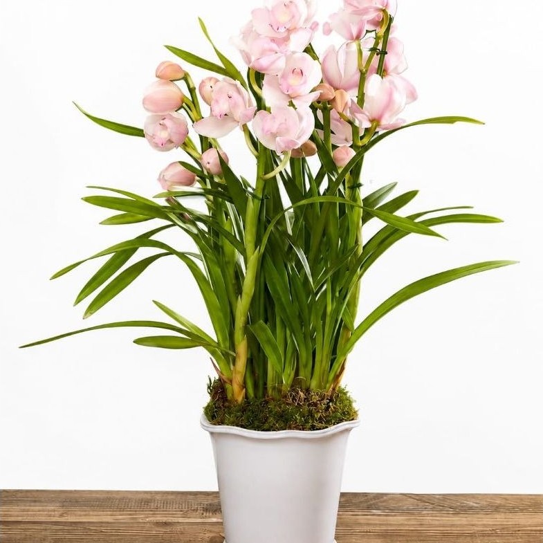 promoo tanaman hias cymbidium - anggrek cymbidium pink