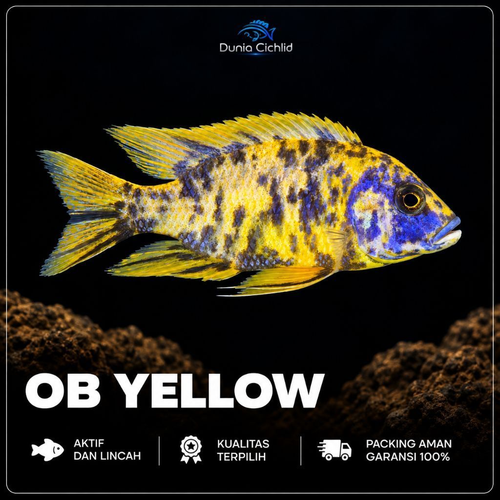 OB Peacock Yellow
