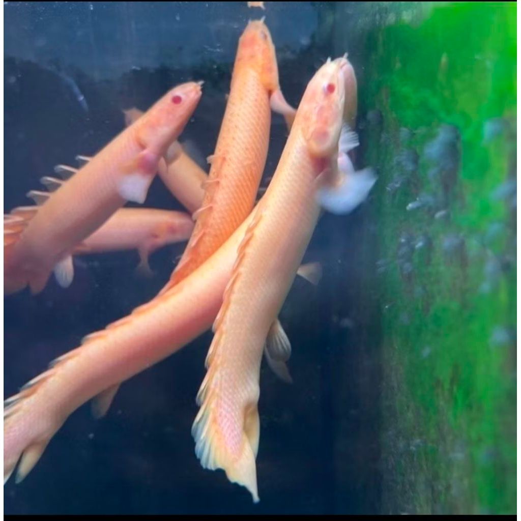PALMAS ALBINO INDUKAN -+20CM PER EKOR