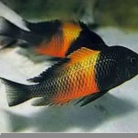 tropheus,bemba,moliro,duboise