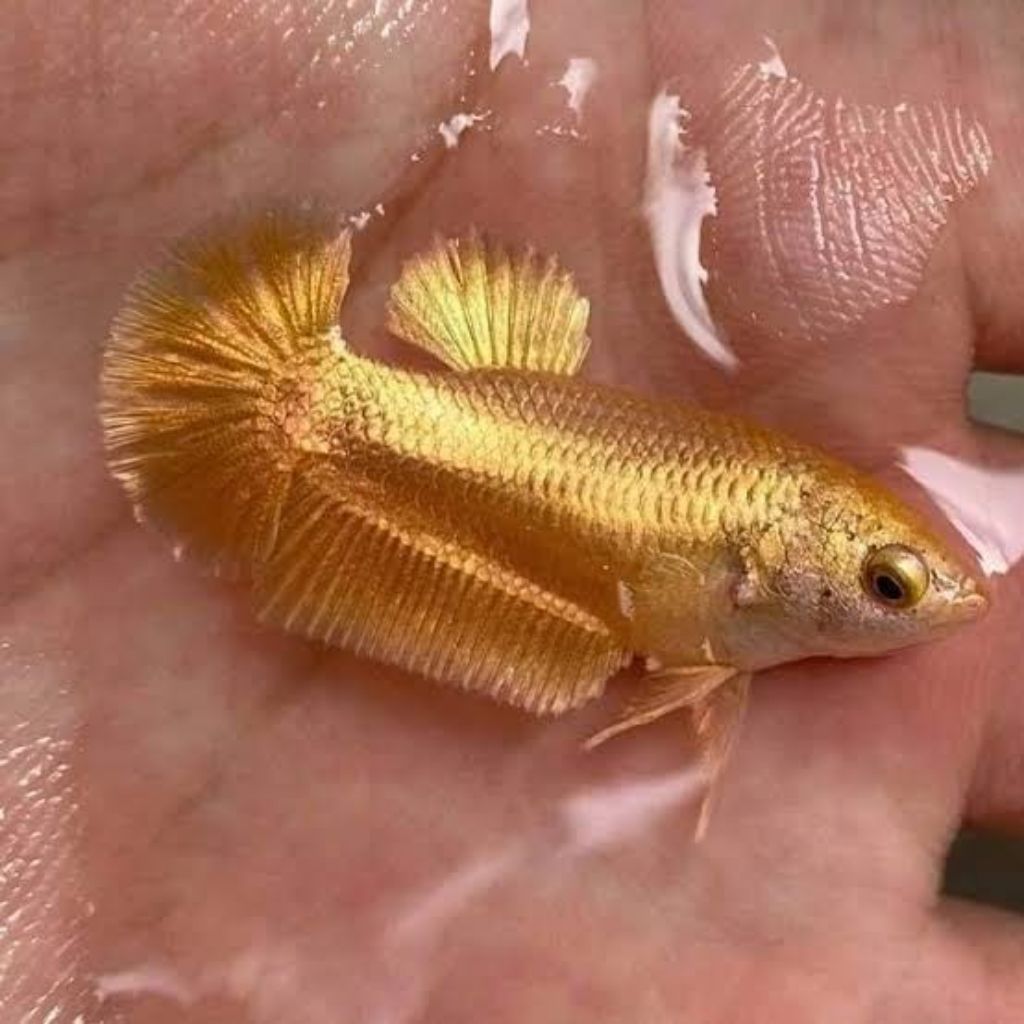Ikan Cupang Plakat Super Gold Betina Asesoris Hiasan Akuarium