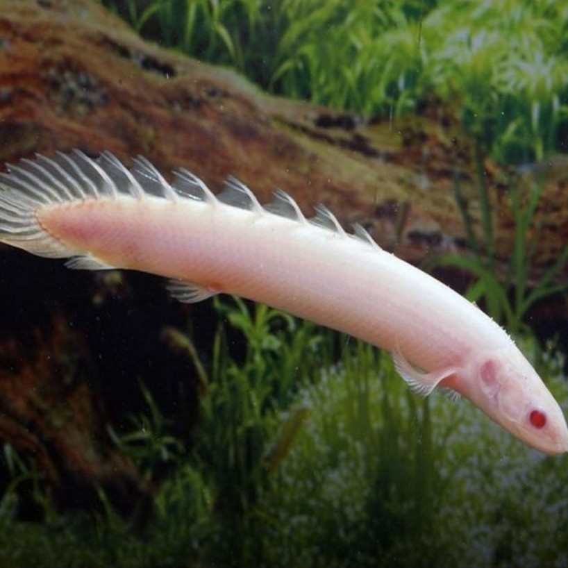 palmas albino