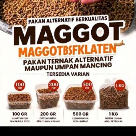 Maggot BSF Hidup 1kg