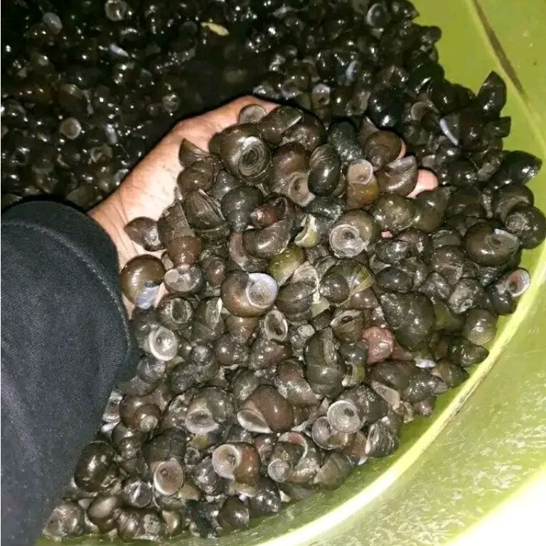 Tutut / Keong Sawah Mentah / Siput Segar Masih Hidup / seafood - Siap Masak
