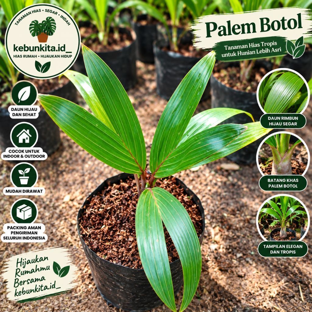 Tanaman Hias Palem Botol Mini Premium Bibit Palem Tropis