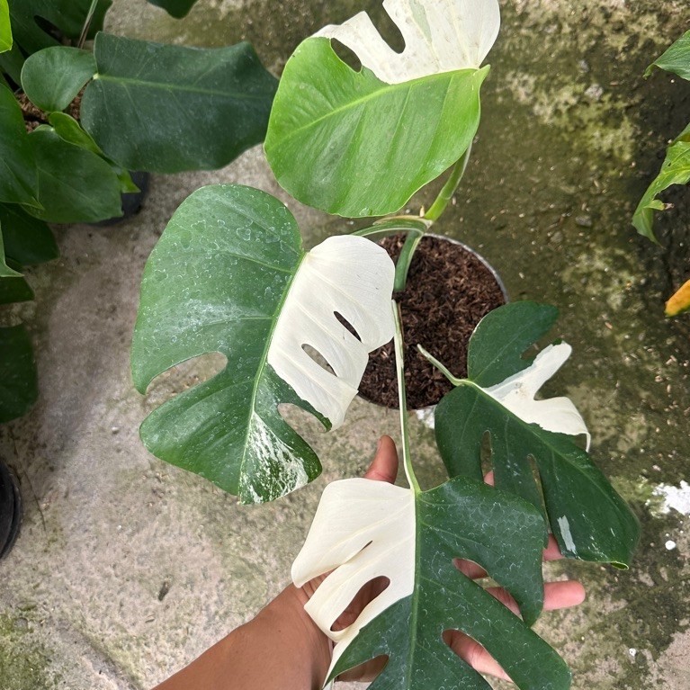 Tanaman Hias Monvar halfmoon / Monstera Variegata halfmoon