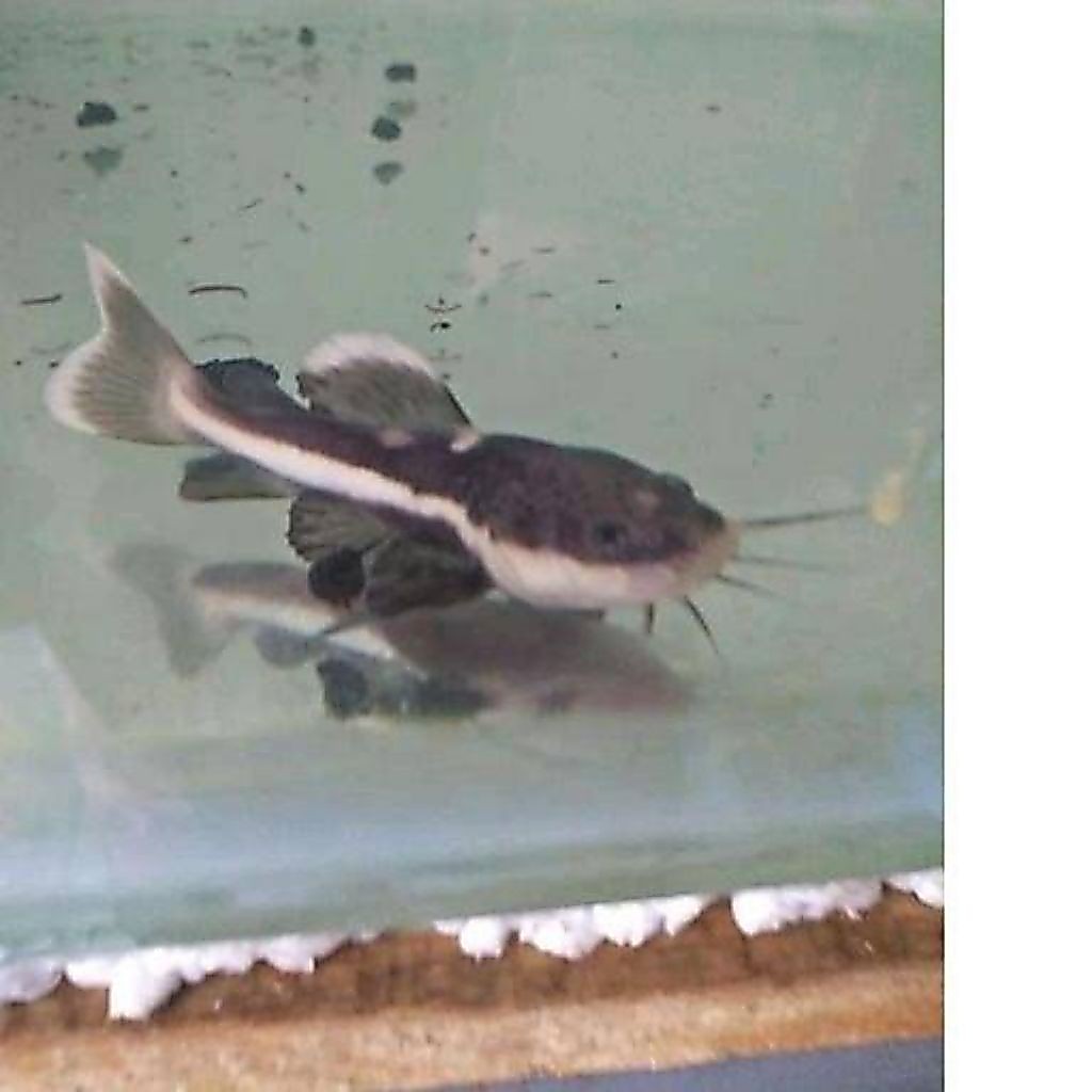 kebutuhan hiasan red tail catfish