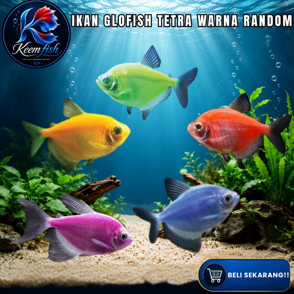 Ikan Hias Tetra Glowfish Warna-Warni  - Akuarium Menawan