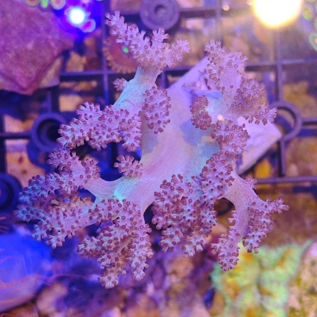 seroja bali coral tree easy coral aquarium laut hias