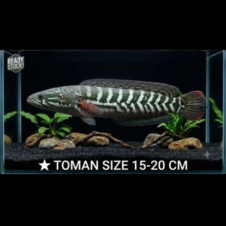 Dus toman 20cm up