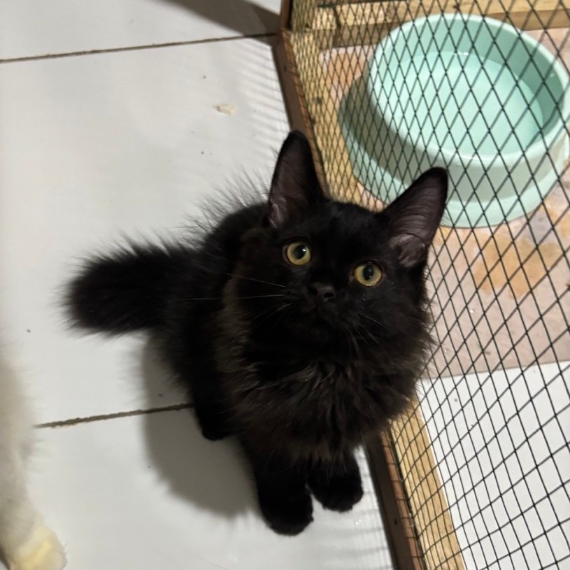 kitten persia mix mc jantan bontail