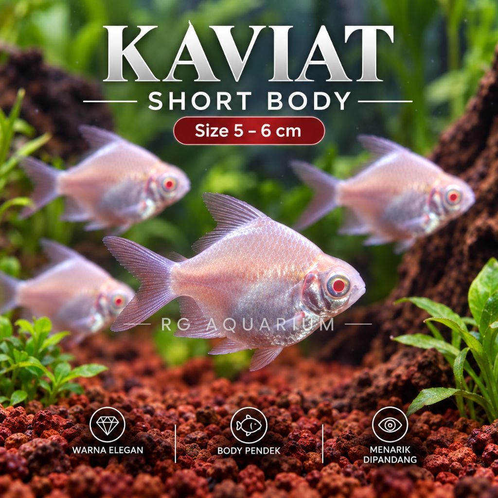 Ikan hias kaviat albino short body SB