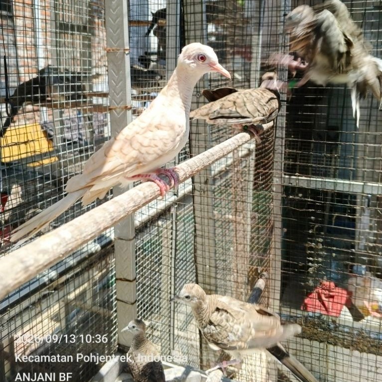 perkutut udan mas jantan mata merah remaja