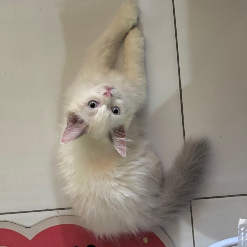 kitten ragdoll jantan