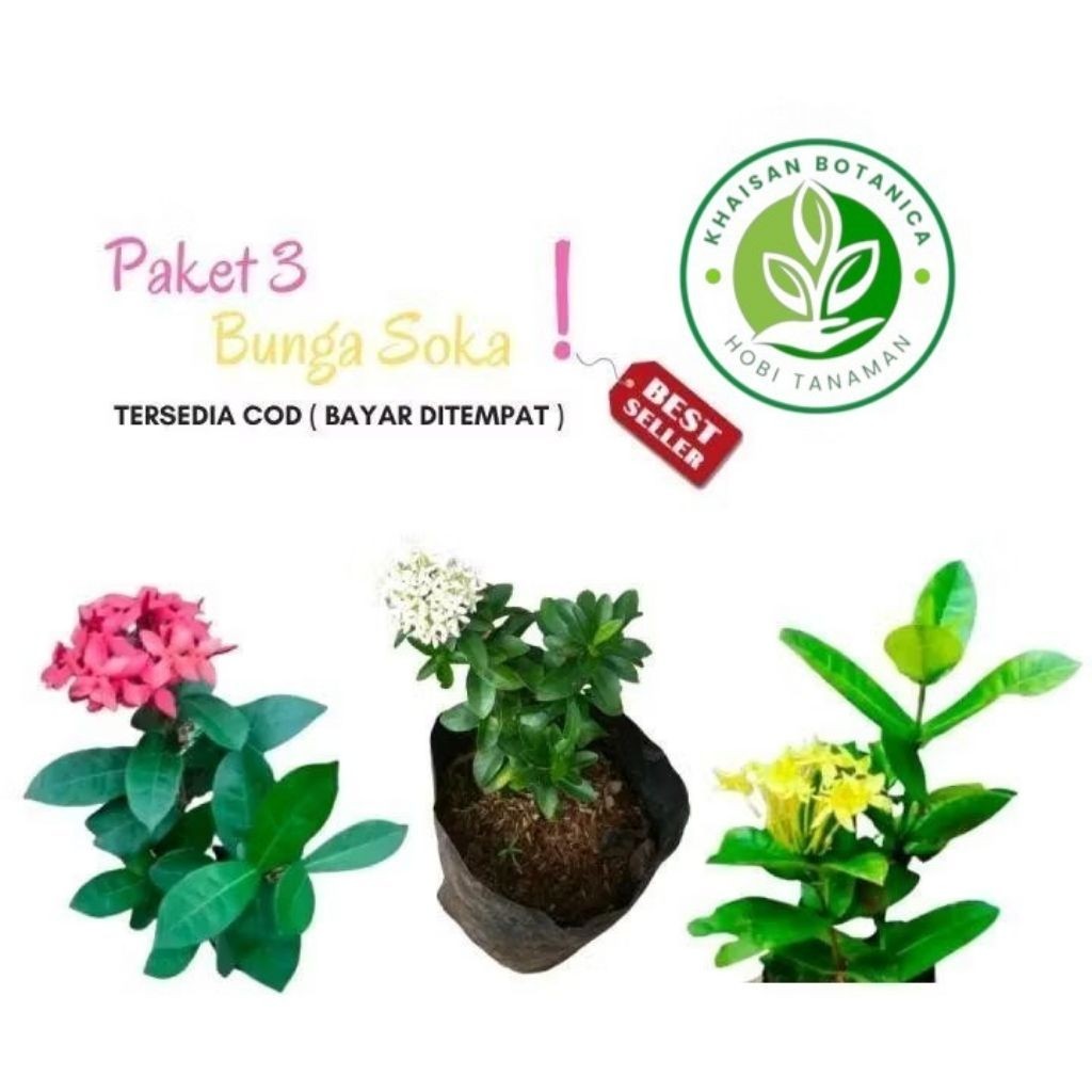 Paket 3 Tanaman Bunga Soka / Tanaman Hias Bunga Soka / Soka Bunga kuning / Soka Bunga Putih  Bibit b