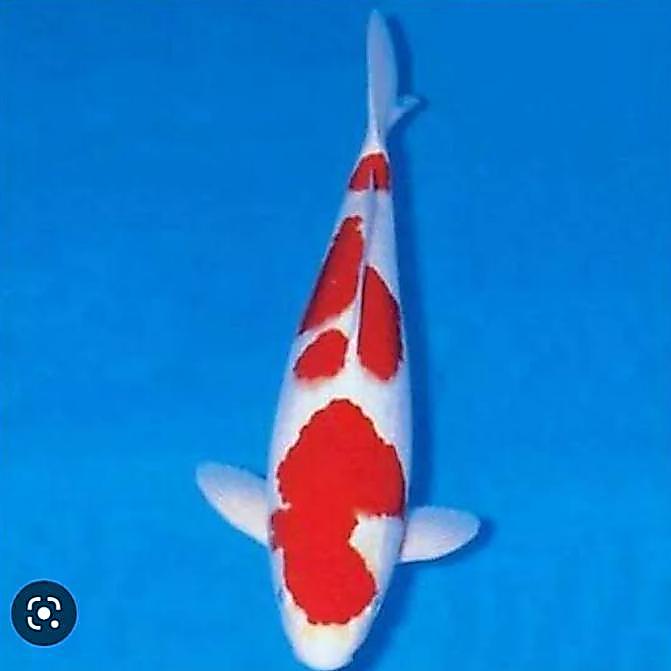 Ikan Koi Kohaku Sukabumi Jumbo Grade A Size 40Cm Terbaru 