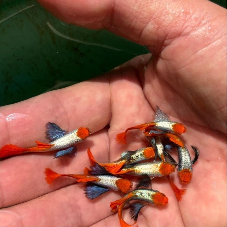 guppy prtde koi sepasang