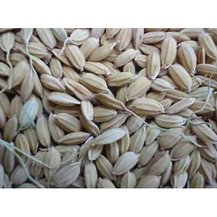 GABAH LAMPUNG / GABAH BANGKOK KECIL 1 KG