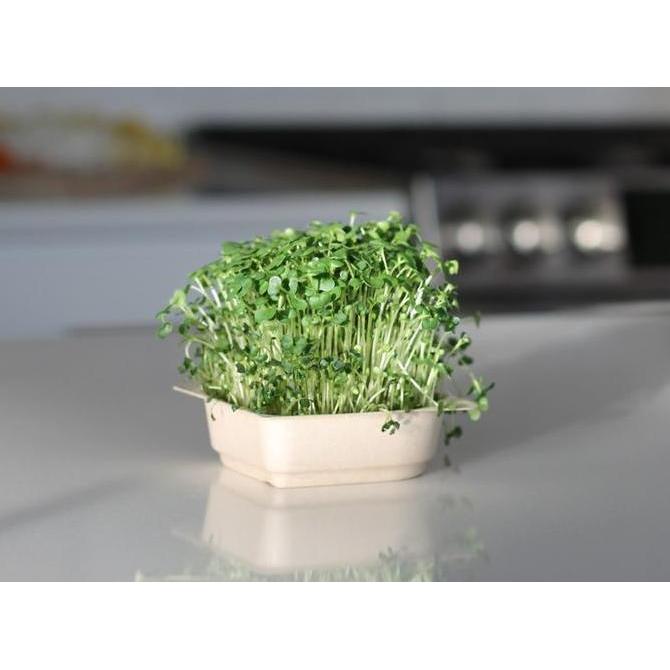 Promo Benih Sayur Microgreen KALE - Kale Microgreen Diskon