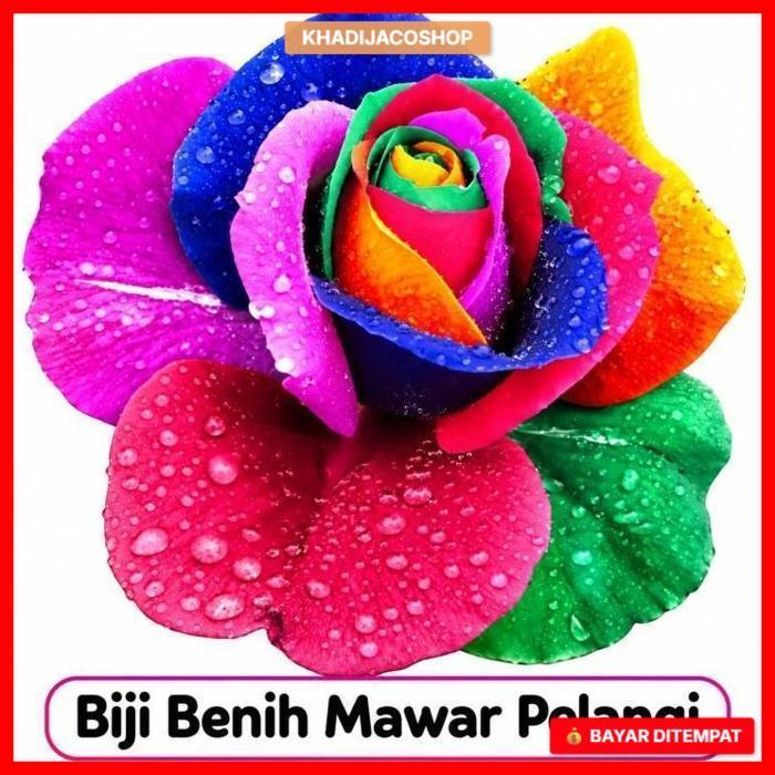 Benih Bibit Biji Bunga Mawar Pelangi Rainbow Rose Seeds (Isi 5 biji)
