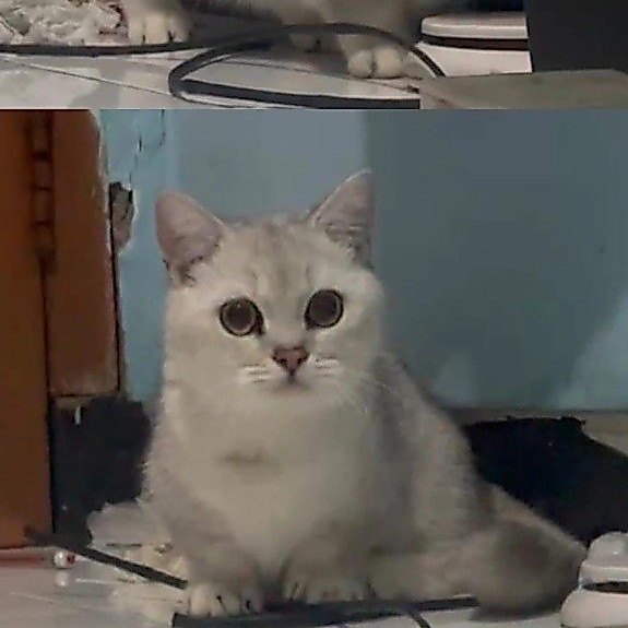 BSH Munchkin silver