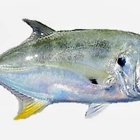 Ikan Kuwe