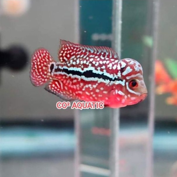 louhan kamfa progres VIP f2 Thailand sz 5-6cm