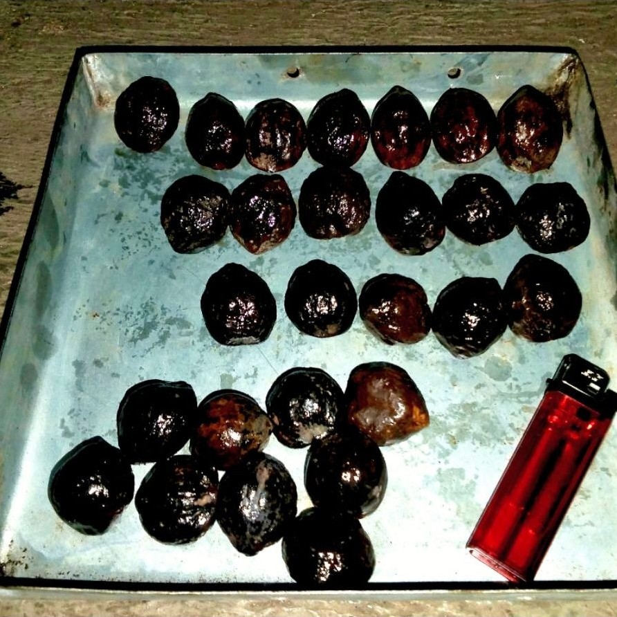 Kemiri aduan / Muncang adu GARUT