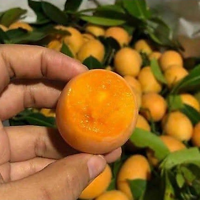 Bibit pohon gandaria / Tanaman buah gandaria Jatake kundar plum mango ramania / segar