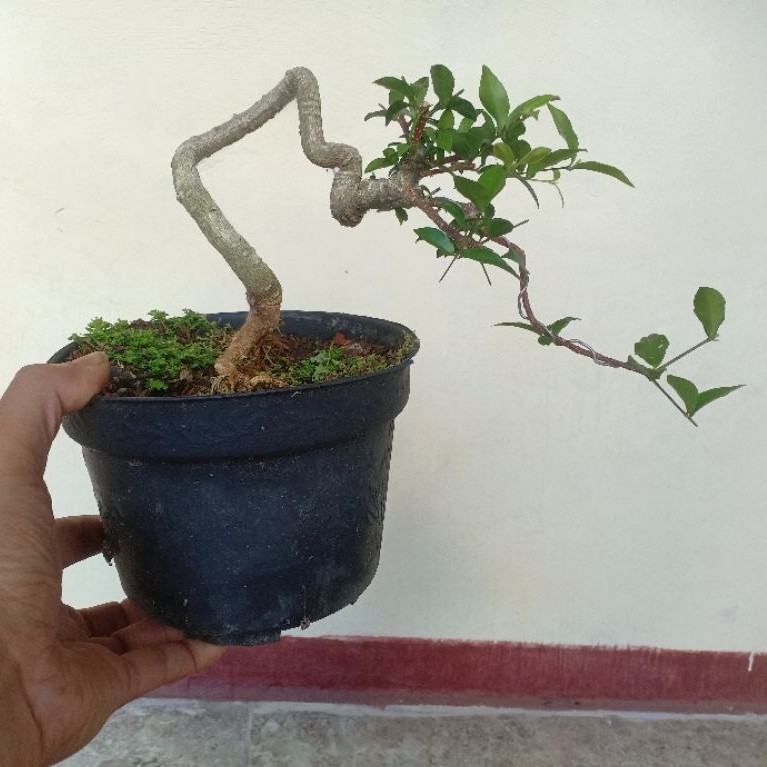 sakura mikro