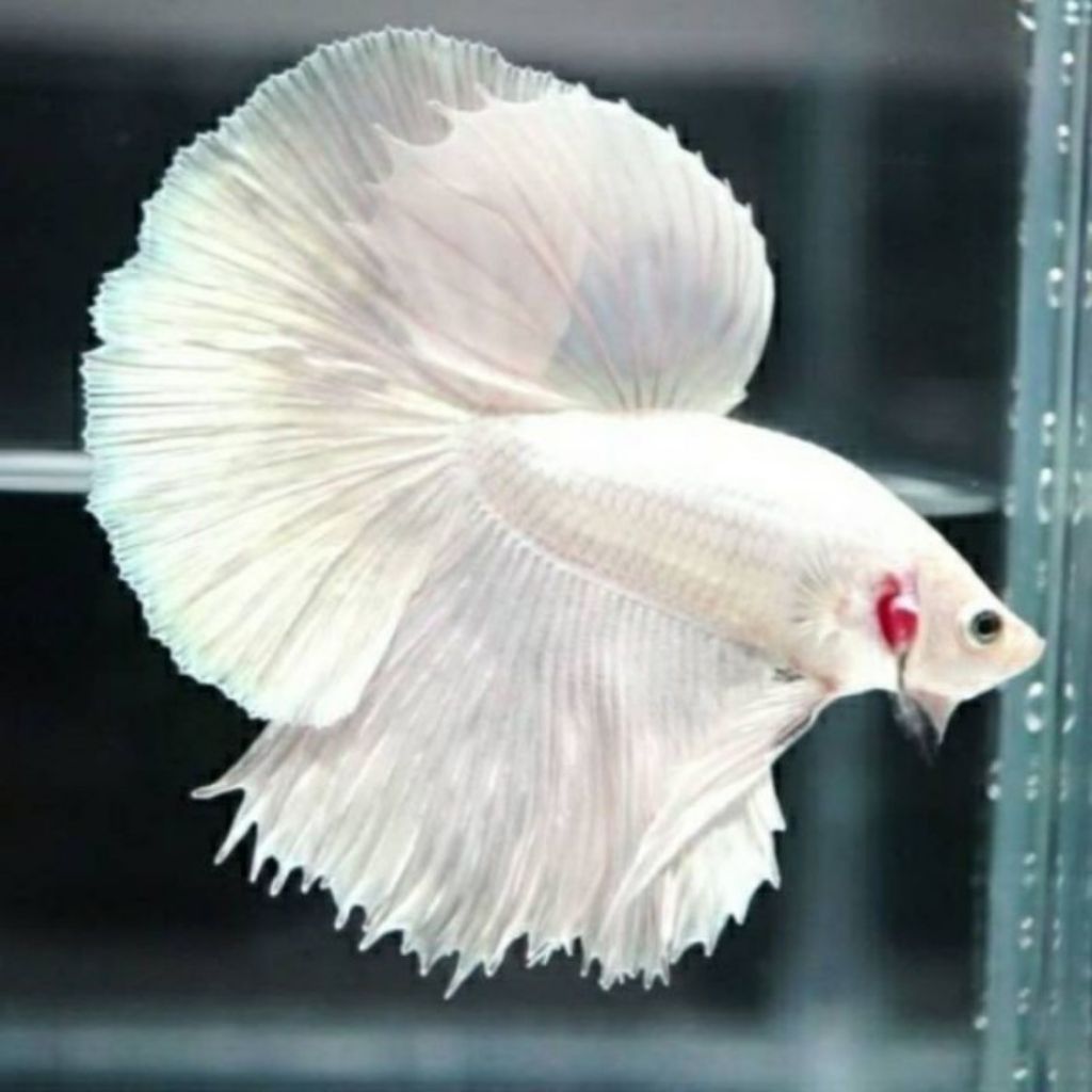 Ikan cupang halfmoon platinum