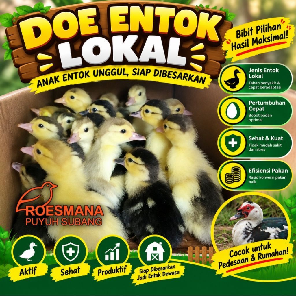 DOE ENTOK LOKAL