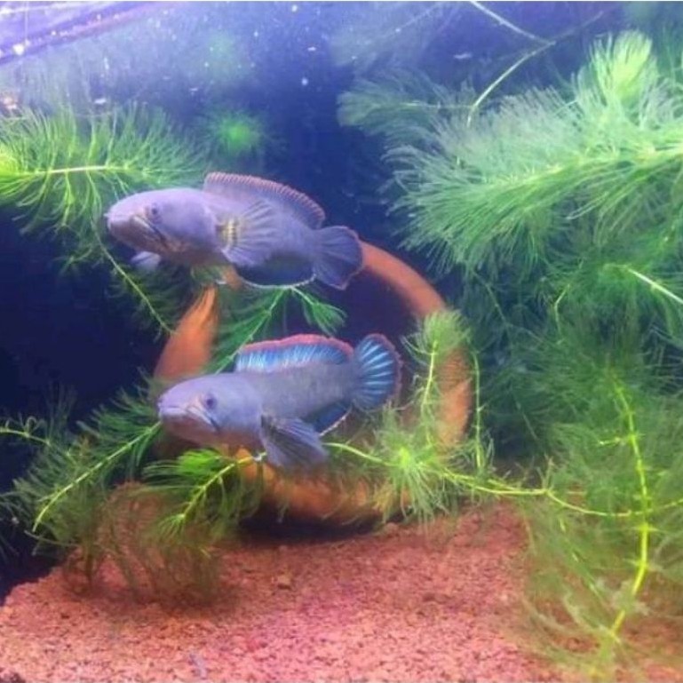 limbata pair jumbo 15-20 cm