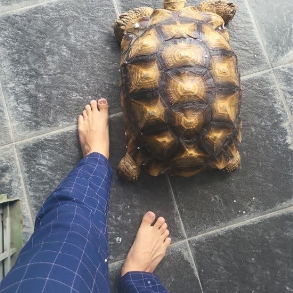 mainan sulcata betina 51 cm