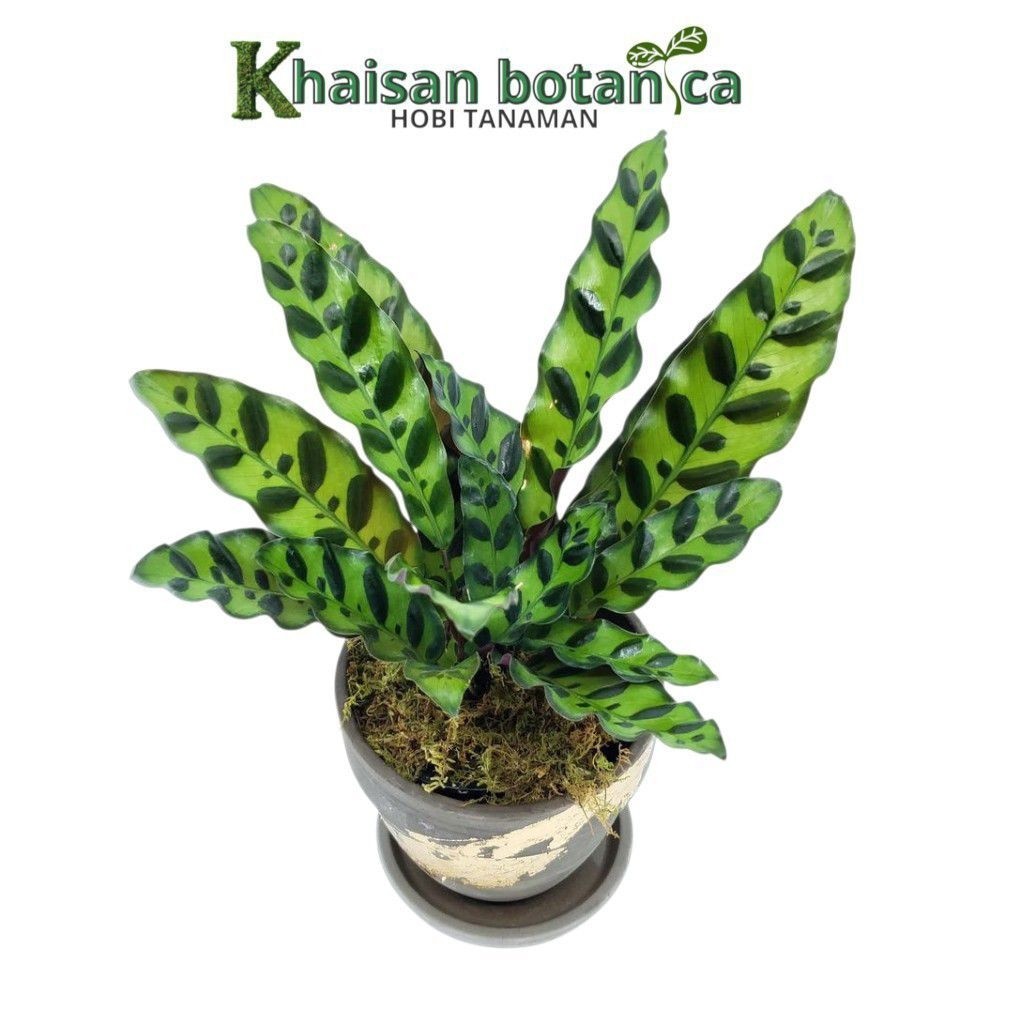 Calatea bulu ayam - calatea lancipolia - tanaman hias calatea