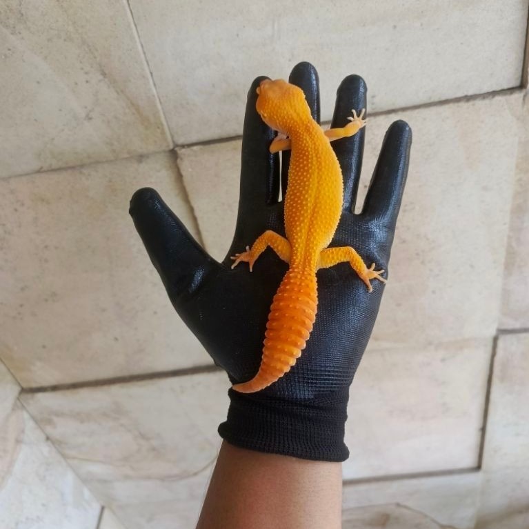 Promo Bebas Pilih Gecko Sunglow Adults