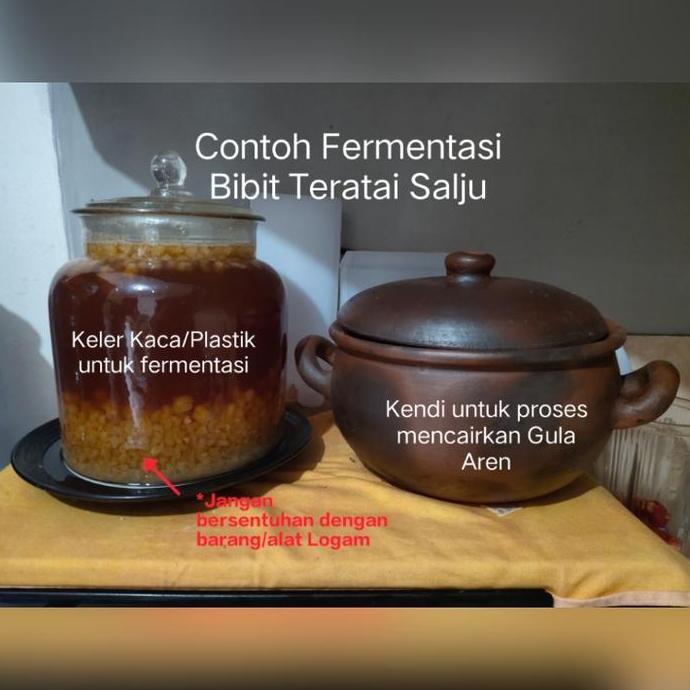 Teratai Salju Himalaya, Bibit Teratai Salju (bibit asli)
