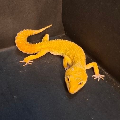 Leopard Gecko Female - Sunglow Tomato Line ph Eclipse - Usia Dewasa Adult Betina Proven Sehat Mulus 
