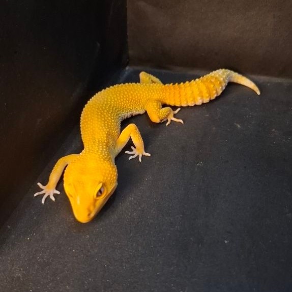 Leopard Gecko Female - Sunglow Tomato Line - Usia Dewasa Adult Betina Proven Sehat Mulus HG106