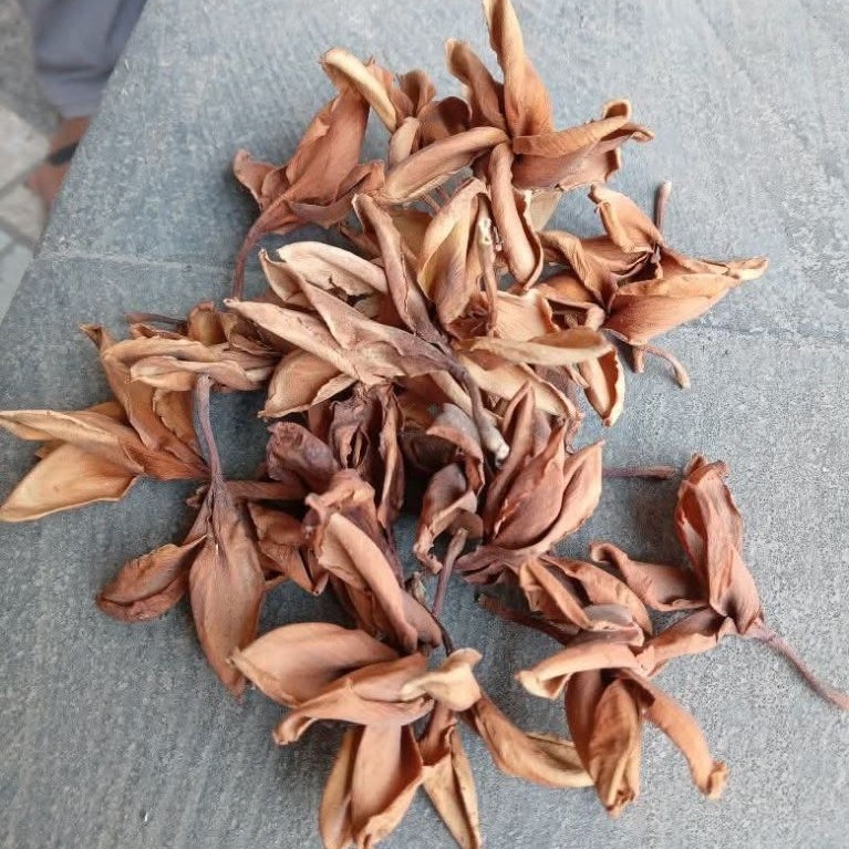 Bunga Kamboja kering alami