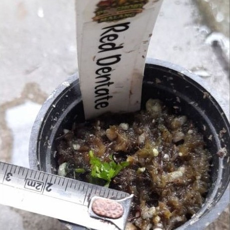 Red Dentate Venus Fly Trap ukuran baby