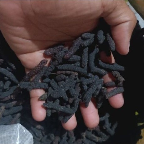 Cabe Jamu cabe jawa