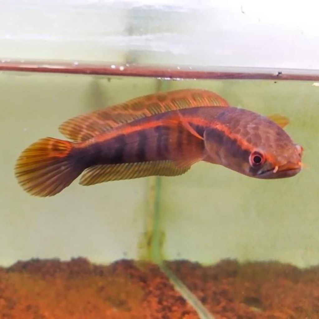 (INSTAN) IKAN CHANNA RED BARITO - UKURAN 12 CM