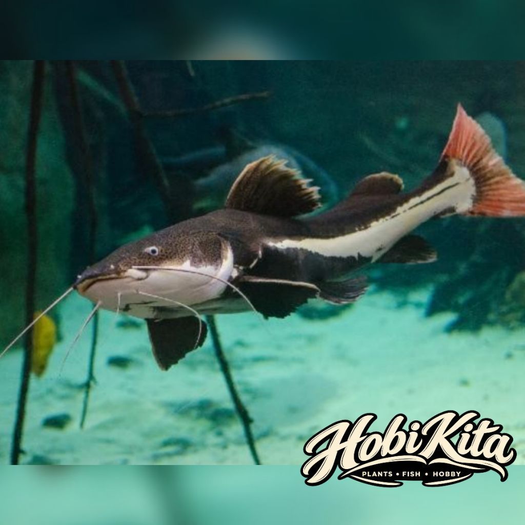 Lele Red Tail Catfish RTC 10-12