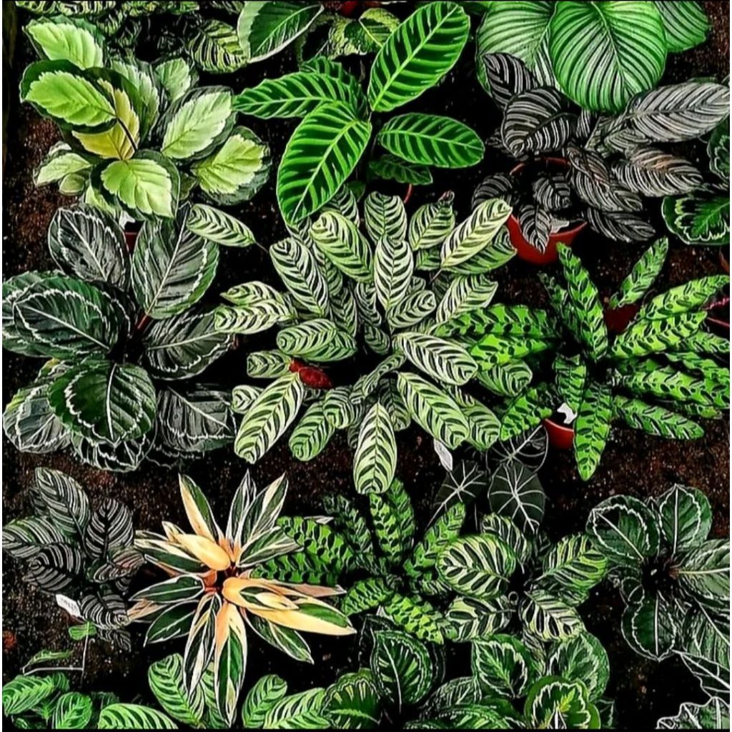 Tanaman Hias Jenis Calathea - Aneka Macam Tanaman Hias Jenis Calathea - Tanaman Indoor Jenis Calathe