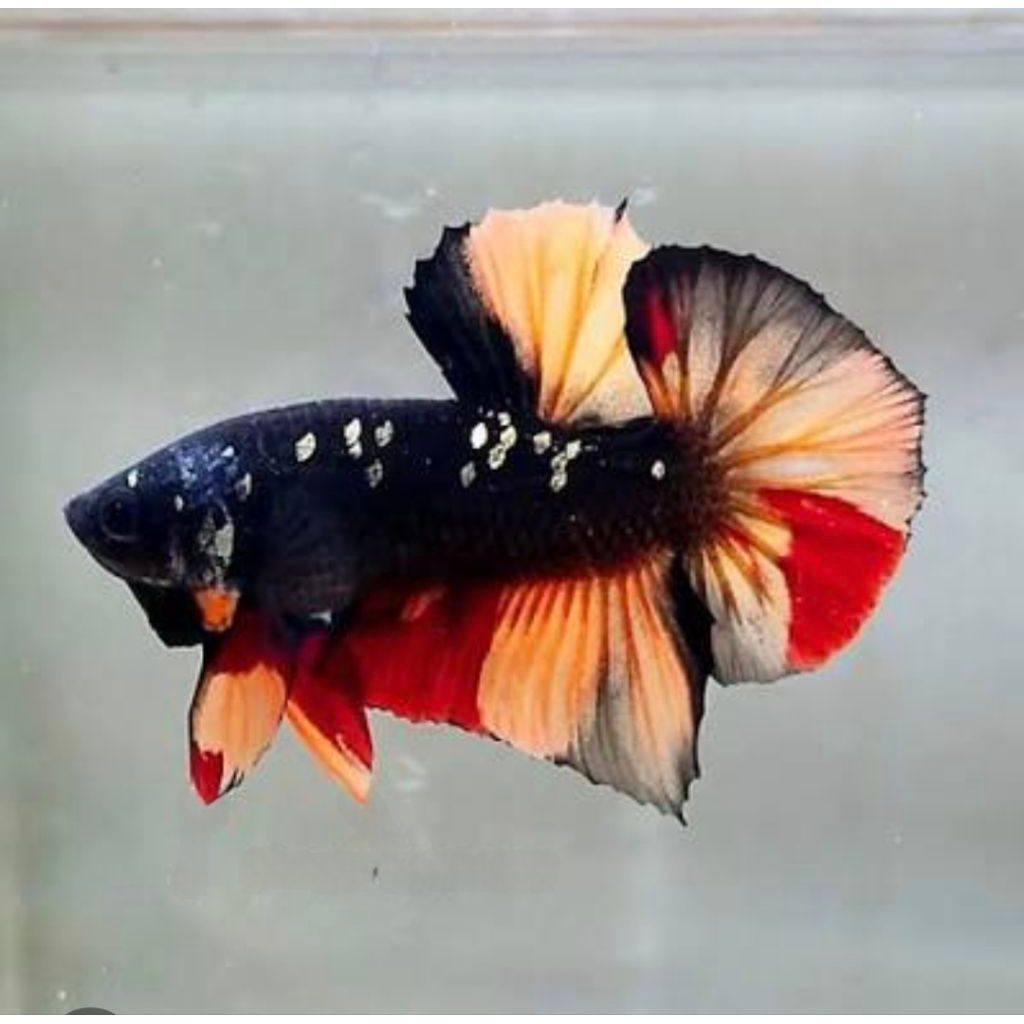 Ikan Cupang Avatar Nemo Cover dan Gordon Jantan,Betina Mutasi Warna Menawan