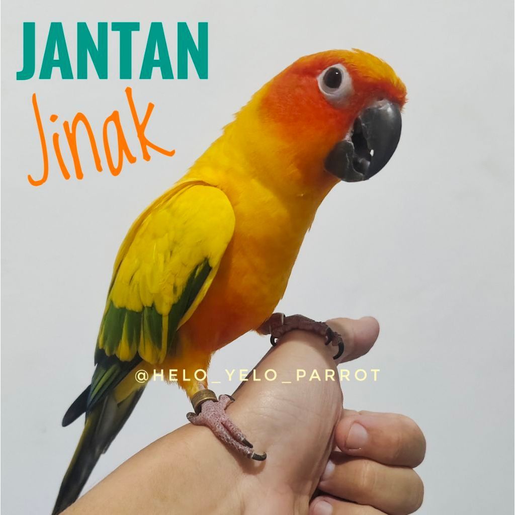 Sun Conure Jinak DNA Sexing JANTAN/BETINA