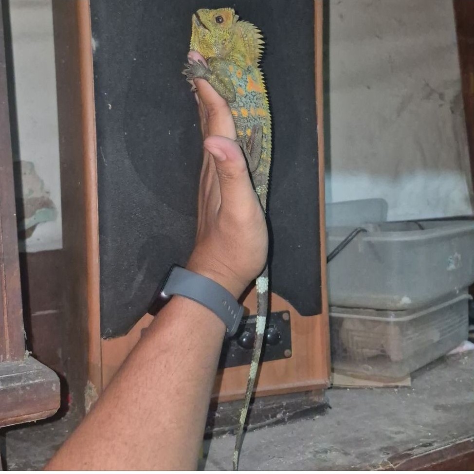 Forest Dragon untuk mainan