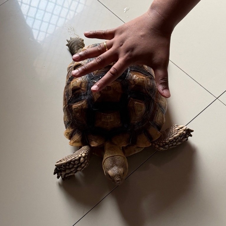 kura kura sulcata jantan