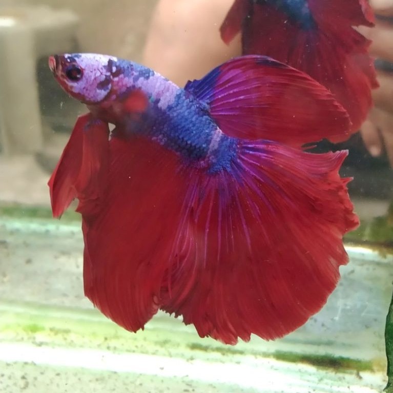 Ikan cupang hias aquarium HM multi Size L+